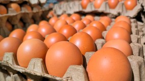 Ta sieć sklepów wycofuje ze sprzedaży jaja z chowu klatkowego. Są ważne powody