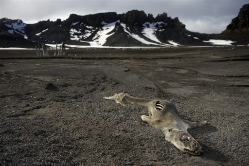 ANTARCTICA - FEATURE