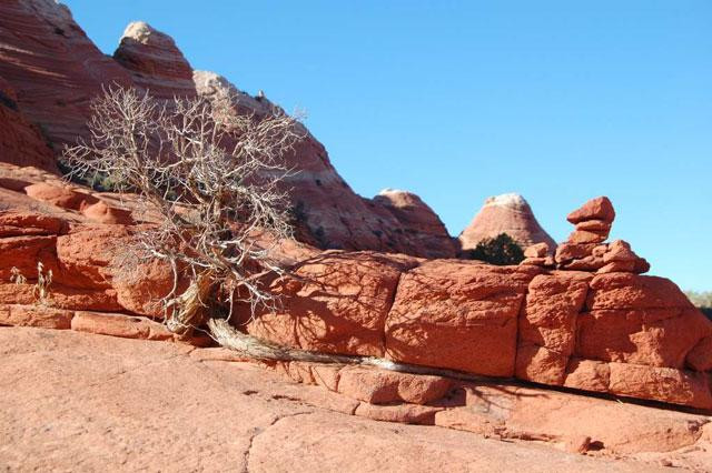 Galeria USA - Coyote Buttes - skamieniałe wydmy, obrazek 20