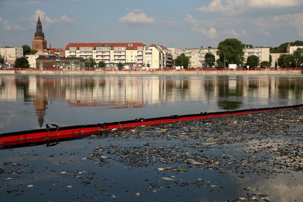 Odra. Śnięte ryby w Gryfinie