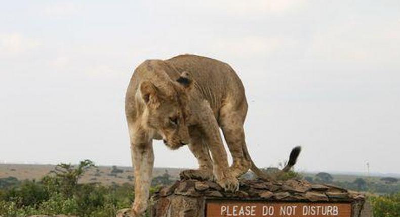 Stray lion attacks elderly man during rush hour traffic