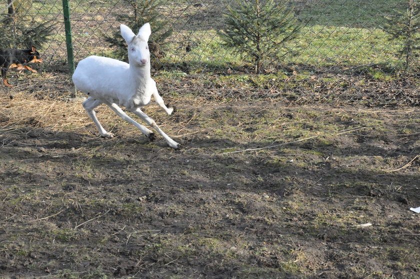 Sarna albinos w Polsce!