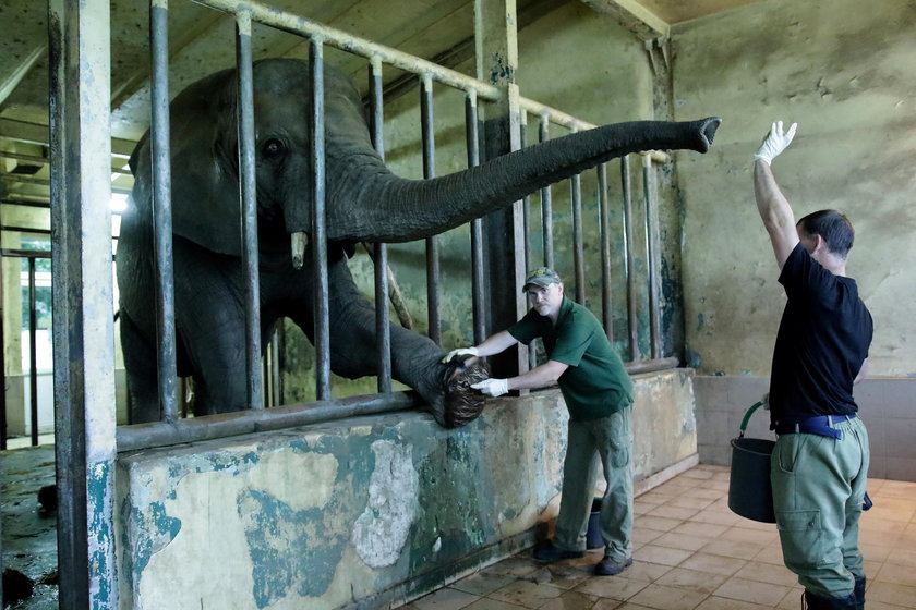 Tak dbają o słonie w zoo w Gdańsku