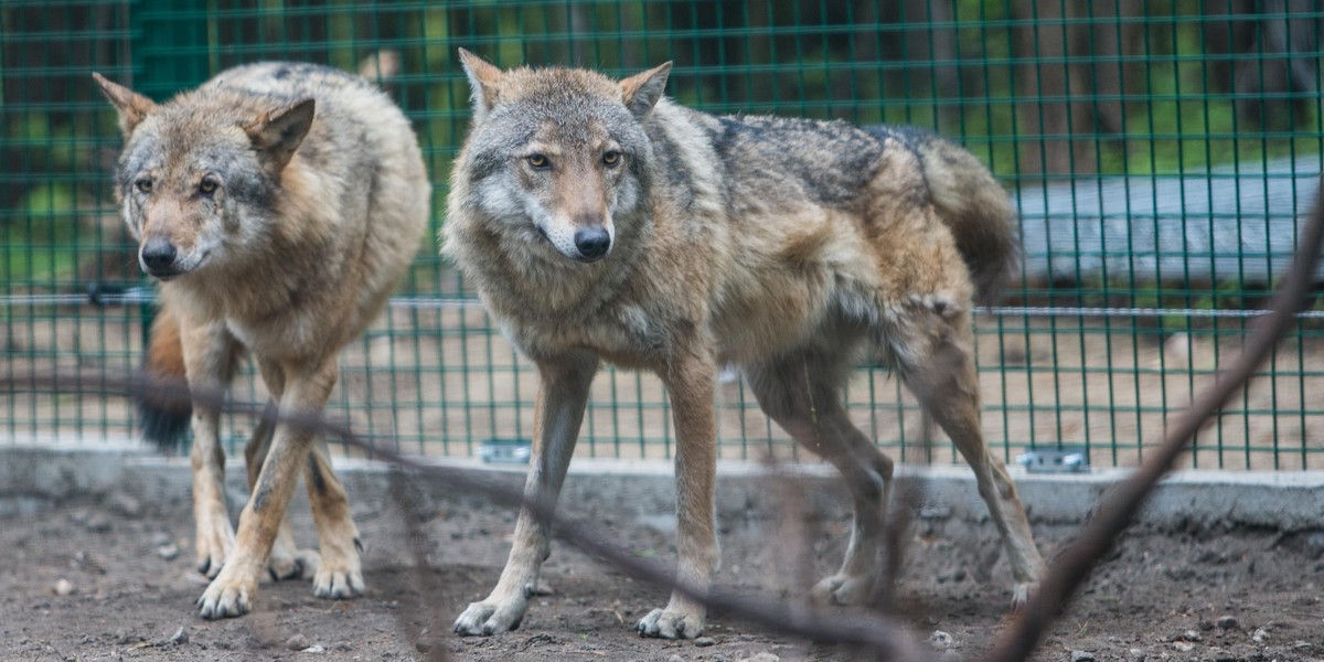 W rosyjskim zoo wilk pogryzł dziecko