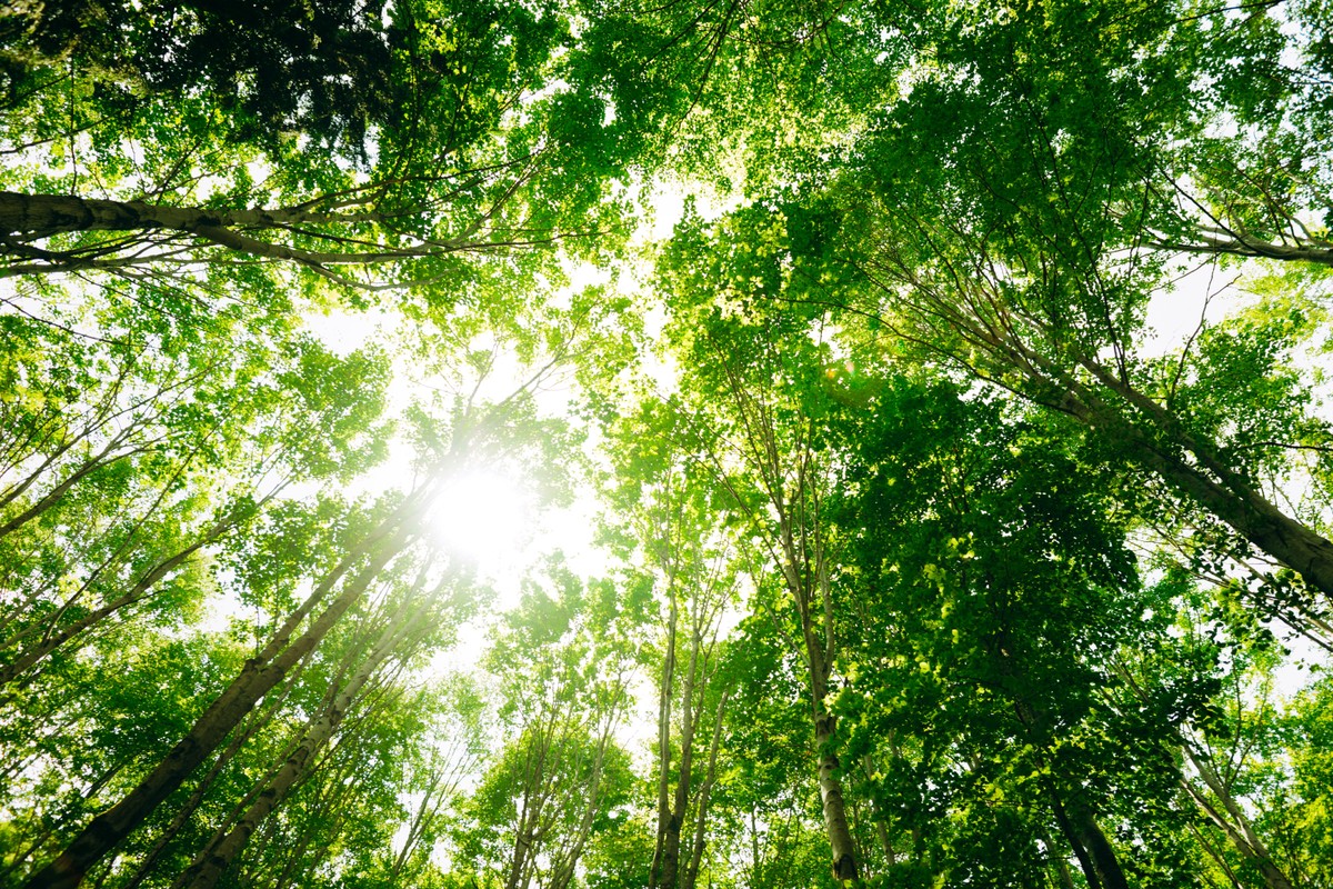 Jakość powietrza w Polsce w 2024 r. Widoczna poprawa, ale wyzwania pozostają