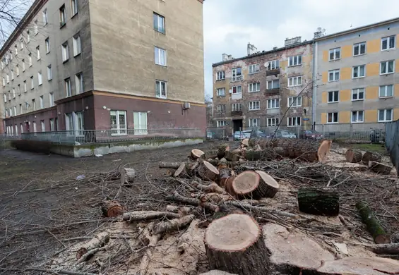 Polska smaży się w "betonozie". Eksperci: Cofnęliśmy się w rozwoju. W latach 50. sadzono drzewa, dziś tnie się je na potęgę