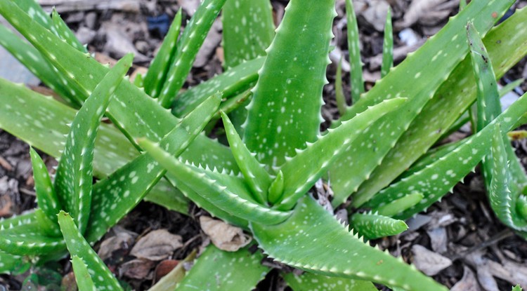 Aloe vera