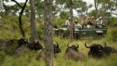 Kłusownicy korzystają z geotagów na zdjęciach turystów z safari, by polować na zagrożone wyginięciem zwierzęta
