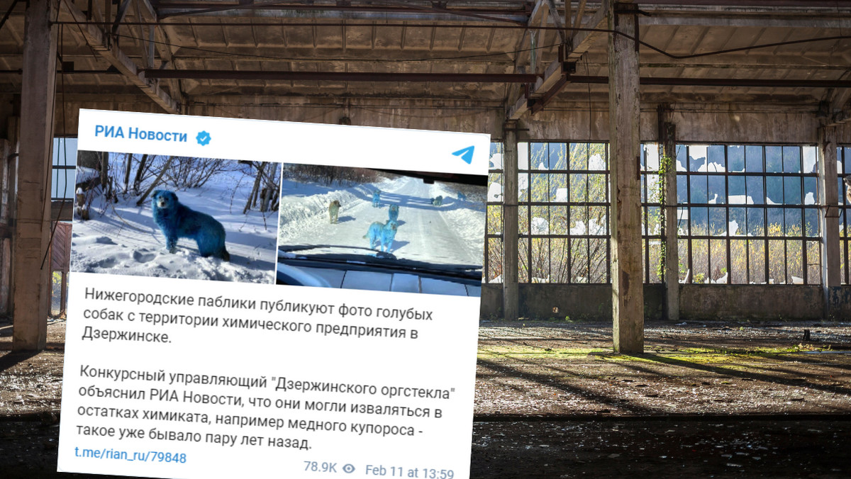 Rosja. W pobliżu starej fabryki zauważono niebieskie psy