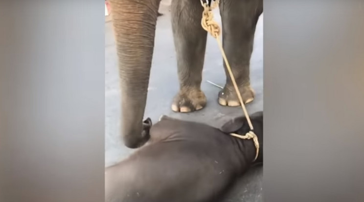 A kiselefánt a turisták előtt esett össze