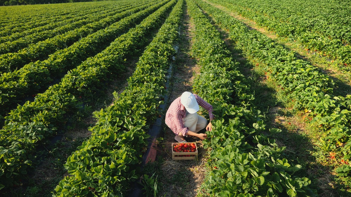 Farma miejska: urząd (nie tylko) w roli rolnika