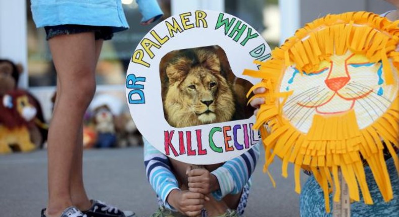 What lion? Zimbabweans ask, amid global Cecil circus