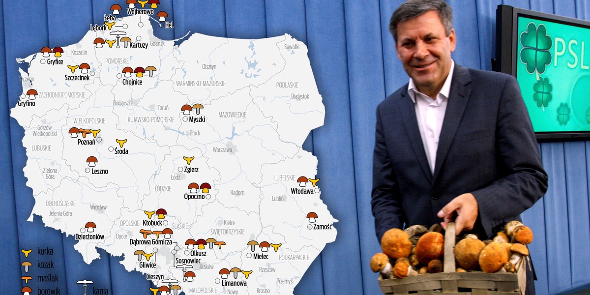 Popadał, gdzie teraz w lasach znajdziemy grzyby? Mamy mapę