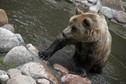 BIAŁYSTOK AKCENT ZOO NOWY WYBIEG DLA NIEDŹWIEDZI