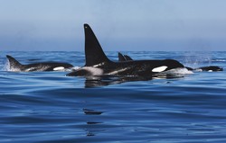 Orki zatopiły jacht. Ekstremalnie trudna akcja ratunkowa