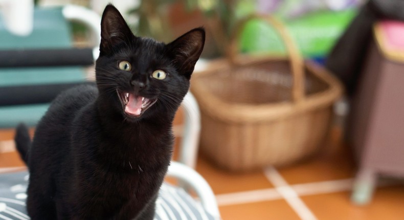 Cats meow to communicate with you.Suzanne Marshall/Getty Images