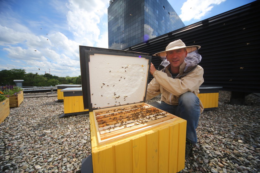 Pszczoły robią miód na dachu