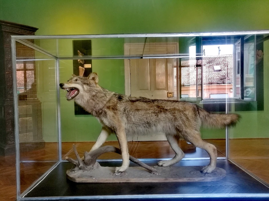 Kolekcija sisara je zastupljena sa više desetina primeraka, odnosno 11 vrsta