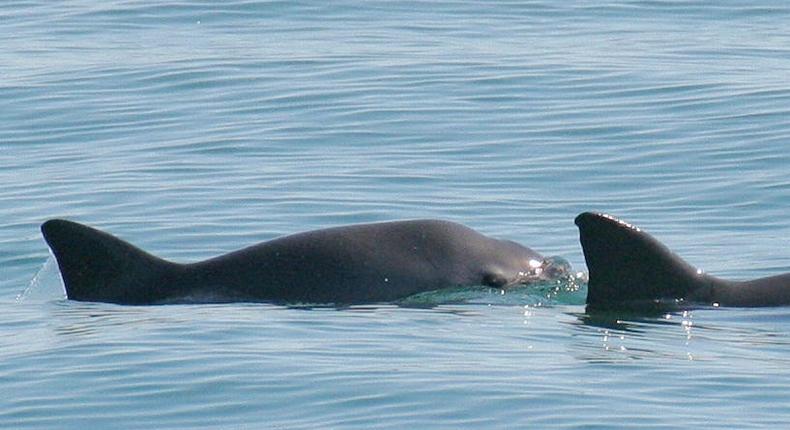 A mother and calf vaquita, a critically endangered small tropical porpoise native to Mexico's Gulf of California, surface in the waters off San Felipe, Mexico