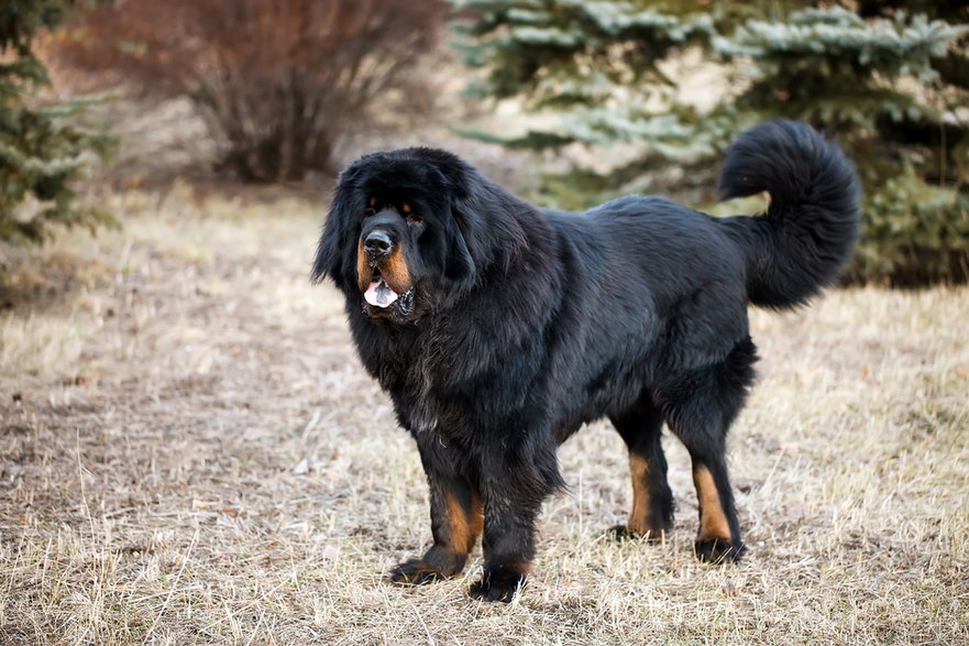 Mastif tybetański to doskonały pies do stróżowania - davit85/stock.adobe.com