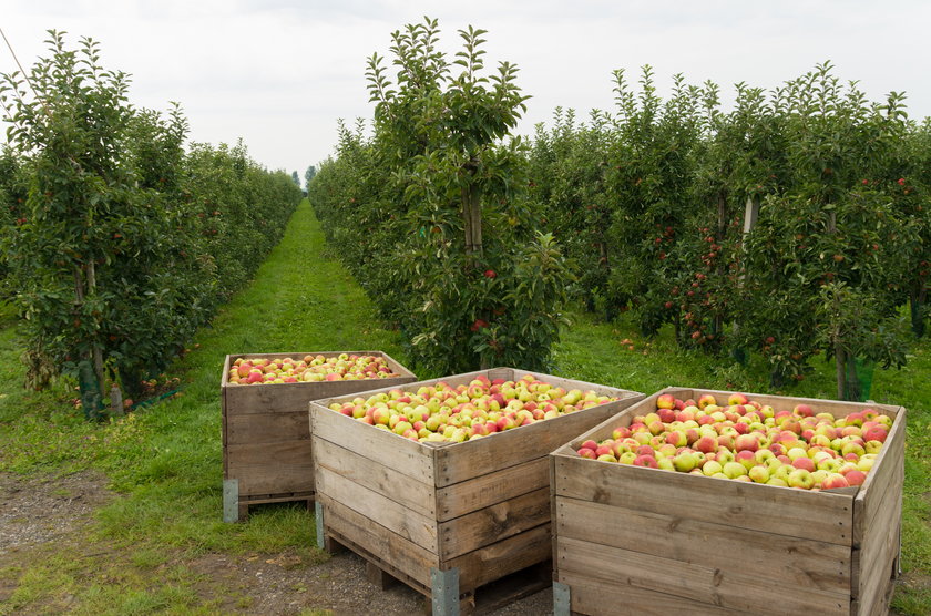Polscy sadownicy w kryzysie. Jak twierdzą, tak źle jeszcze nie było. W przyszłym roku nie będzie jabłek?