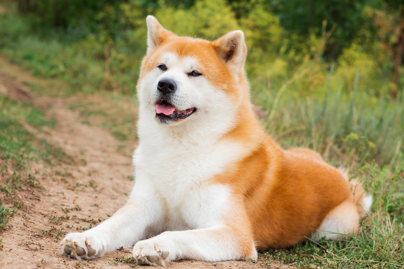 Akita