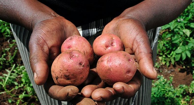 Kenyan potato farmers are rubbing their hands with glee after Ireland handed them three potato ‘magic seeds’ expected to double their yields. (Fruitnet)