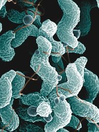 campylobacter-d000012A4fcf2ca94fdba