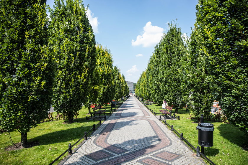 Aleje Marcinkowskiego wypięknieją