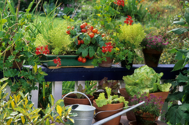 Warzywniak na balkonie. Jakie warzywa zasiać w maju?
