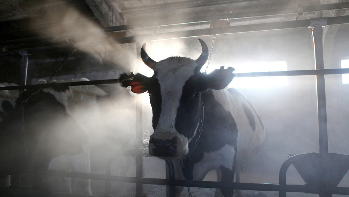 Rolnik skazany za znęcanie się nad zwierzętami - 24 krowy padły z pragnienia