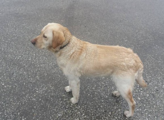 Spašeni labrador