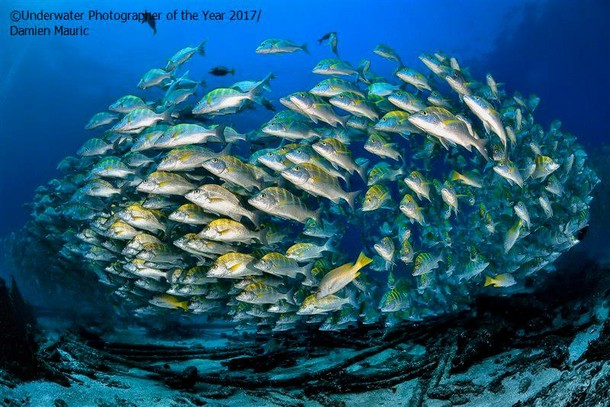 2017 Underwater Photographer of the Year