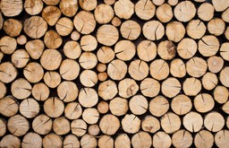 Lasy Państwowe pod hasłem "żyj w zgodzie z naturą" będą budować domy z drewna