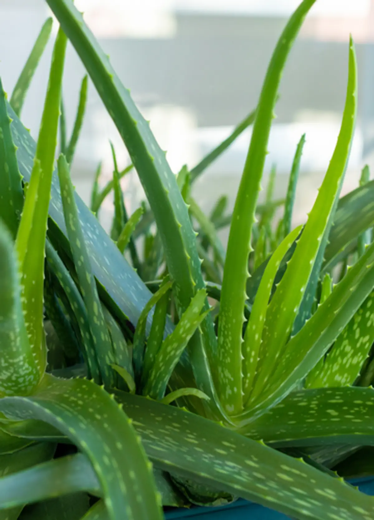 aloe vera clean 9 programm Forever Clean 9 (C9) kaufen main image 0