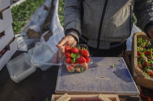Ceny truskawek. Pierwsze polskie owoce już pojawiły się na rynku