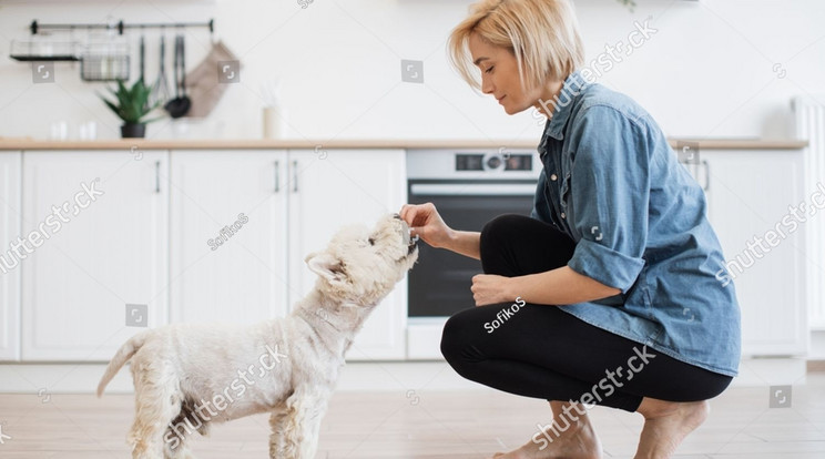 Boldogan megcsinálják a kutyusok azt amit kérünk, ha kapnak érte jutalomfalatot/Fotó: Shutterstock