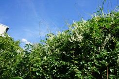 To pnącze rośnie błyskawicznie. Bez trudu odgrodzisz się od sąsiadów