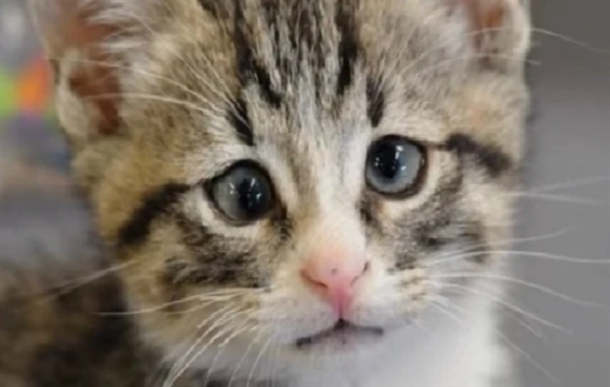 Kad te maca voli, ona to pokazuje kad ona hoće