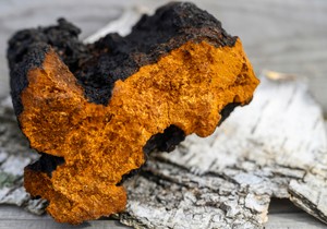 Čaga gljiva raste uglavnom na kori breza u hladnim klimama