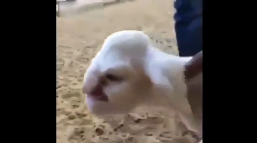 Jagnje sa ljudskom glavom