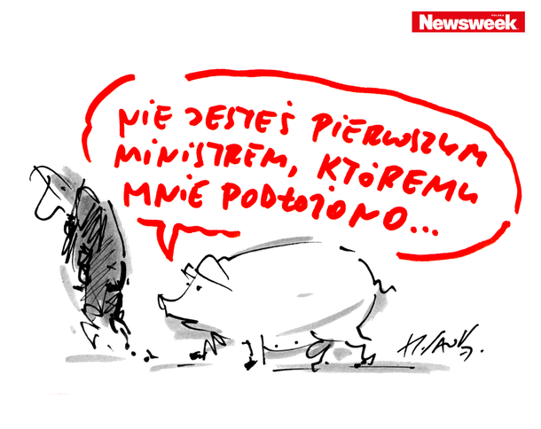 sawka polityka świnia 