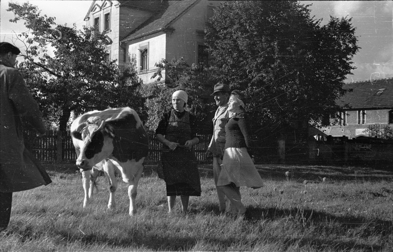 Repatrianci zza Buga, państwo Gołębiowscy (Teodor Gołębiowski w środku) z krową holenderką, przed swoim nowym domem [Bolesławiec, 1947] [zdj. ilustracyjne]