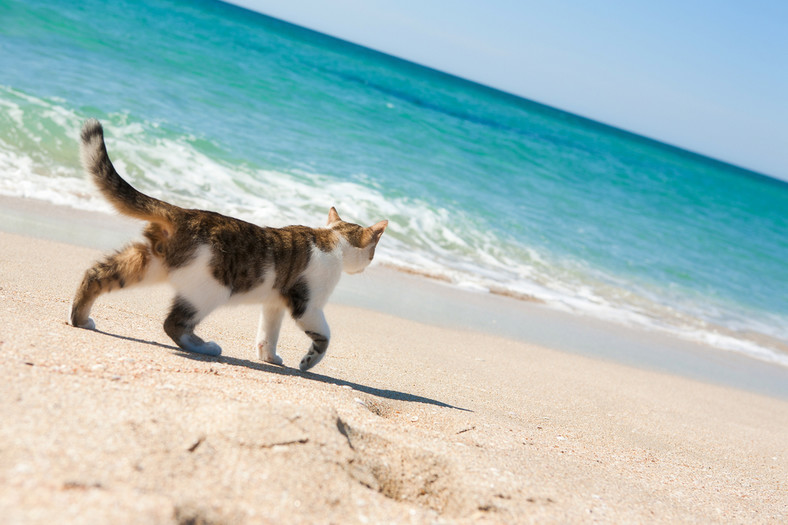 Kot na plaży