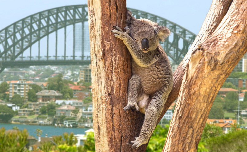 Koala na tle Sydney