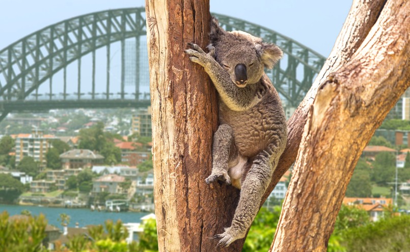 Koala na tle Sydney