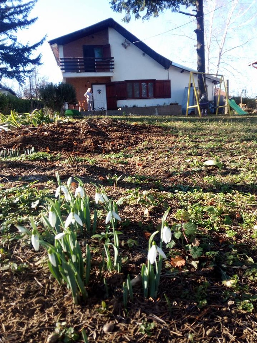 Puno dvorište visibaba u Grockoj