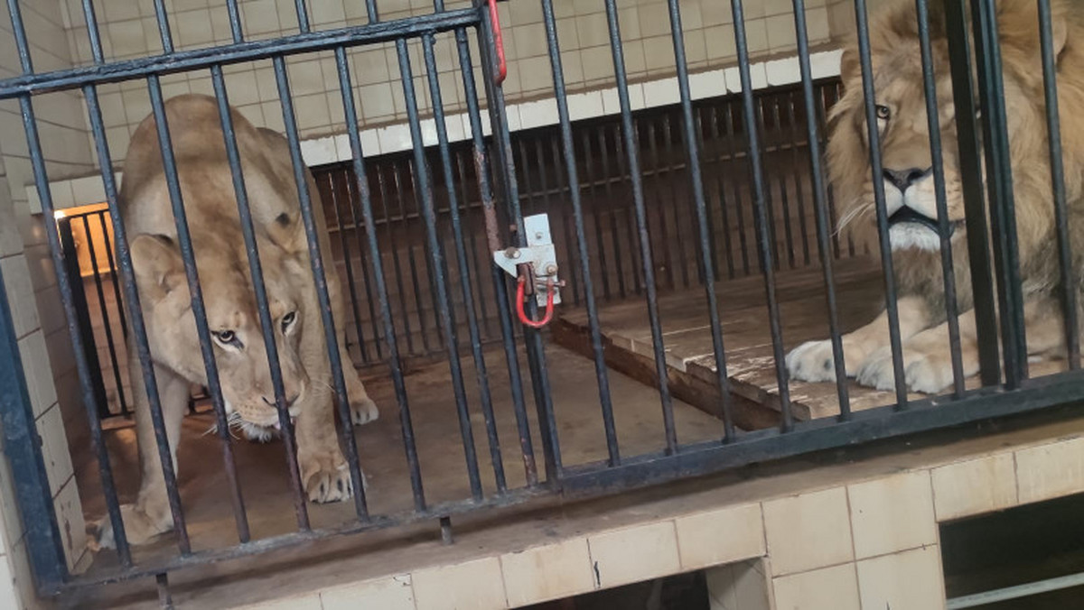Warszawa: wjechał autem do zoo i próbował wtargnąć na wybieg dla lwów