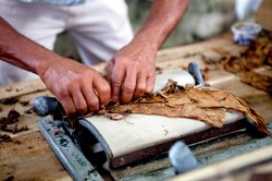 Lek na Ebolę ukryty w... tytoniu? WIDEO