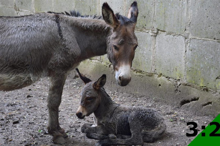 Osiołek urodził się w Starym Zoo w Poznaniu